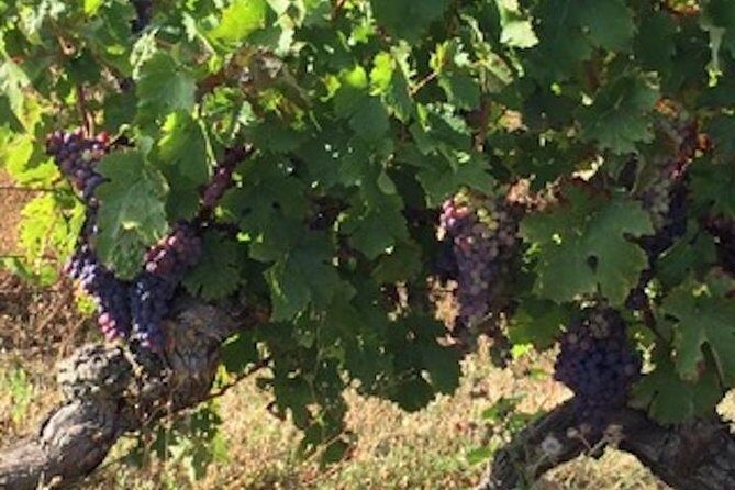 English Speaking Loire Winery Tours originating from Chinon - Practical Tips for Booking and Enjoying