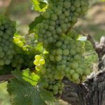 English Speaking Loire Winery Tours pickup from Amboise or Tours - Who Should Consider This Tour?