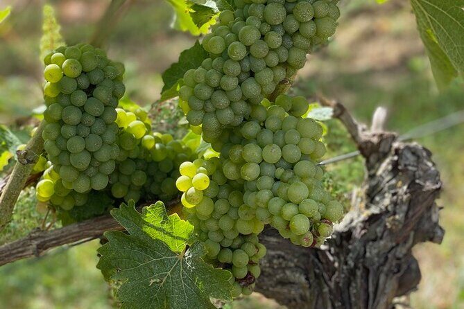 English Speaking Loire Winery Tours pickup from Amboise or Tours - Who Should Consider This Tour?