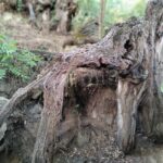 Enter the painting, touch the roots and go back in time ! - Why This Tour Offers Great Value