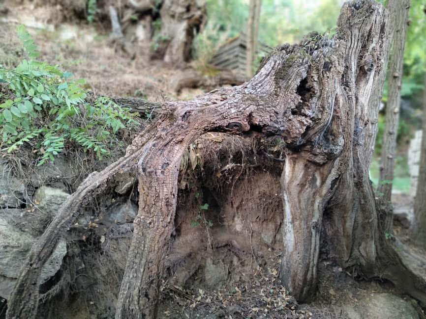 Enter the painting, touch the roots and go back in time ! - Why This Tour Offers Great Value