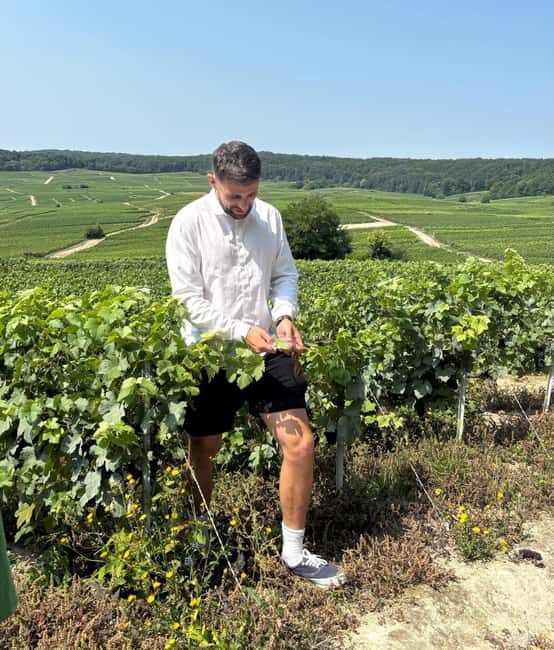 Epernay : Atypical Champagne tasting with a great view - Who Would Love This Experience?