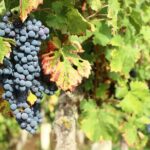 Epicurean Discovery Tour with Wine & Local Specialties - What Our Reviewers Say