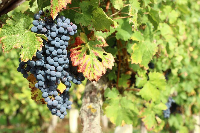 Epicurean Discovery Tour with Wine & Local Specialties - What Our Reviewers Say