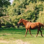 Equicoaching - experience the connection with horses in Normandy - Who Should Consider This Experience?
