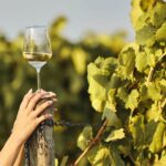 Ercolano vineyards, view cellar wine tasting and brunch - The Overall Value and Experience