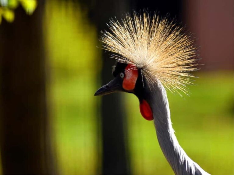 Erfurt: Erfurt Zoo Entry Ticket - Analyzing the Value