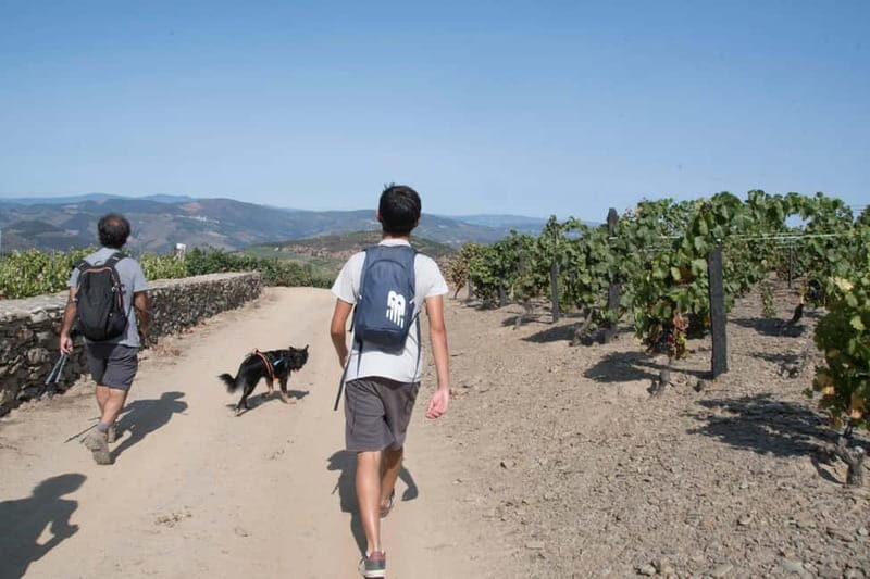 Ervedosa do Douro: Guided Walking Tour with Picnic Lunch - What We Love About This Tour