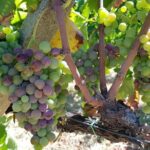 Etna DOC & Organic Wine tasting and tour of the 1815 historic winery - Practical Details and Why They Matter