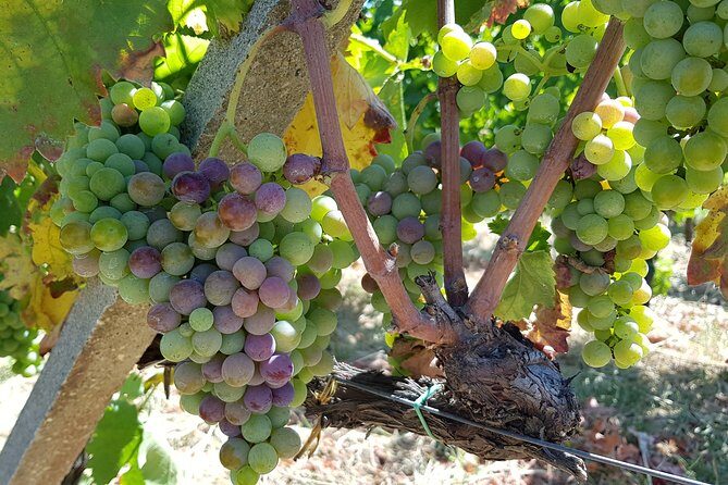 Etna DOC & Organic Wine tasting and tour of the 1815 historic winery - Practical Details and Why They Matter