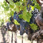 Etna trekking and wine tasting - Who Would Love This Tour?