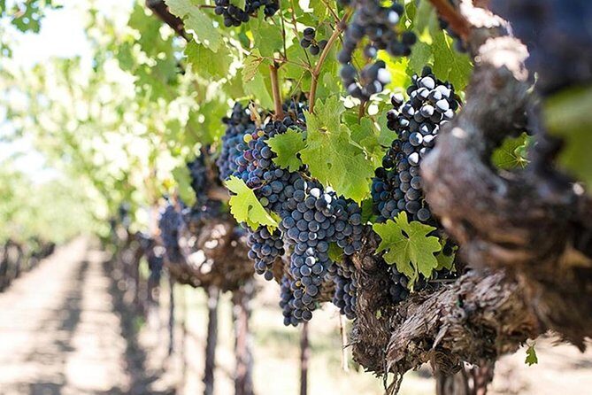 Etna trekking and wine tasting - Who Would Love This Tour?