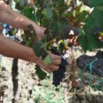 Etna Wine And Taormina From Messina - Who Is This Tour Best For?