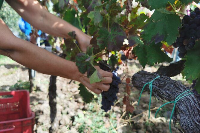 Etna Wine And Taormina From Messina - Who Is This Tour Best For?