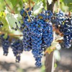 Etna Wineries Tour - Frequently Asked Questions