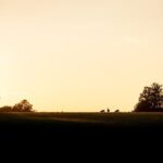 Evening Wildlife Safari Stockholm - What Makes This Safari Stand Out?