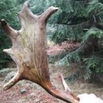 Evening Wildlife Safari with Campfire Dinner from Stockholm - The Sum Up