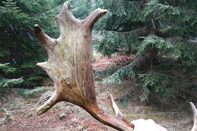 Evening Wildlife Safari with Campfire Dinner from Stockholm - The Sum Up