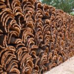 Évora Cork and Castle Tour - Exploring Évora Monte Castle