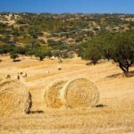 EVORA & MONSARAZ FULL-DAY PRIVATE TOUR with winery, cork & gourmet tavern - The Itinerary in Detail