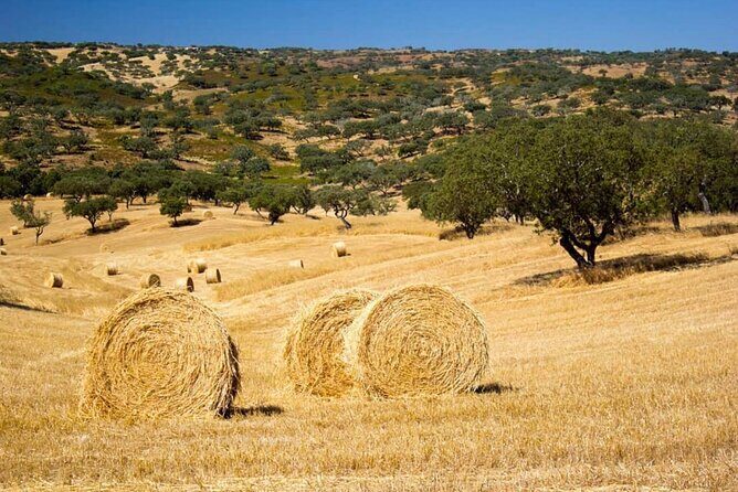 EVORA & MONSARAZ FULL-DAY PRIVATE TOUR with winery, cork & gourmet tavern - The Itinerary in Detail