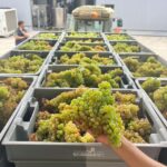 Exclusive 5-wine tasting - Who is this tour best suited for?