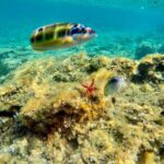 Exclusive boat tour max 9 people tropea capo vatican - Why This Tour Is Worth Your Time