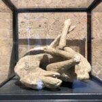 Exclusive Private Tour: Explore Pompeii and the Amalfi Coast - FAQ