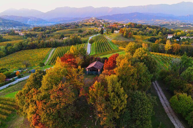 Exclusive Tour of the Vineyards with Visit to the Cellar! - Final Thoughts