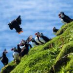 Exclusive Westman Islands Adventure - A Private Day Tour - In-Depth Look at the Itinerary