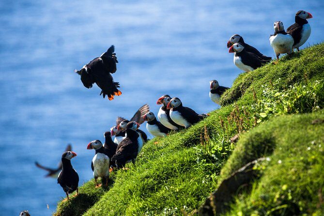Exclusive Westman Islands Adventure - A Private Day Tour - In-Depth Look at the Itinerary