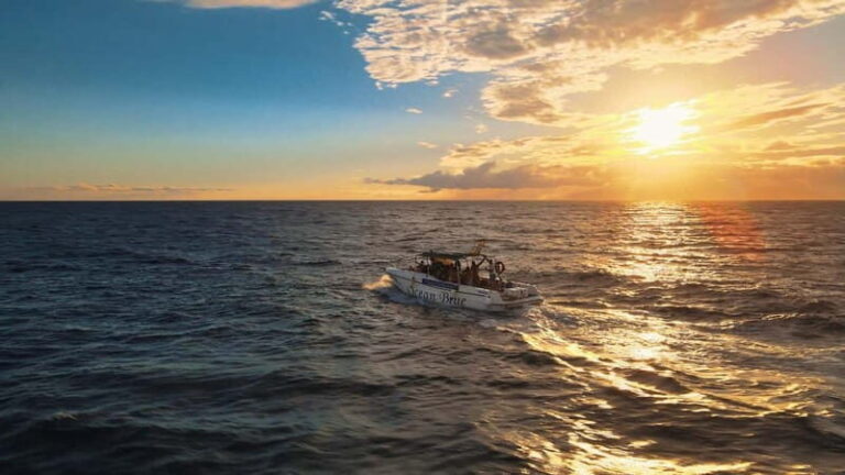 Excursion to see the whales - 3 Hours - A Deep Dive into the Whale Watching Experience