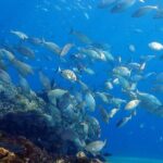 Experience 2-Hour Guided Snorkelling in Costa Teguise Lanzarote - Potential Drawbacks or Considerations