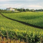 Experience Emilian Wines at Bologna Vineyard Vista - Who Will Love This Tour?