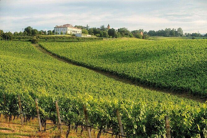 Experience Emilian Wines at Bologna Vineyard Vista - Who Will Love This Tour?