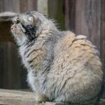 Experience Reindeer Farm and Ranua Wildlife Park in Rovaniemi - FAQs