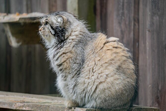 Experience Reindeer Farm and Ranua Wildlife Park in Rovaniemi - FAQs