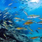 Experience Snorkelling in Puerto Del Carmen, Lanzarote - Who Is This Tour Best For?