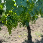 Exploration Oenologique au Château Labrie St Emilion GC - A Close Look at What to Expect at Château Labrie