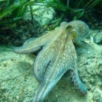 Explore Costa Brava & Tossa de Mar Coastal Trails, Snorkel & Meal - Value for Money: Is It Worth $103.34?