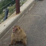 Explore Gibraltar with a Private Guide from Malaga. - Practical Details & Value