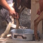 Explore Shepherds Hut and Cheese Making Process - Is This Tour Right for You?