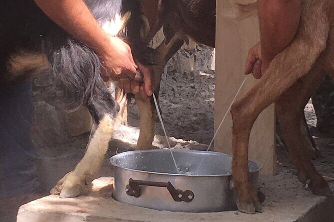 Explore Shepherds Hut and Cheese Making Process - Is This Tour Right for You?