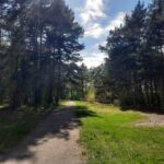 Explore Sobieszewo Island: Nature Walk & Wildlife Tour - A Detailed Look at the Sobieszewo Island Wildlife & Nature Walk