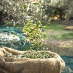 Explore the Secrets of Wine and Olives - Final Thoughts