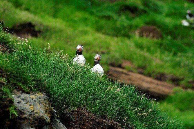 Eyjascooter Puffin Tour in Iceland - What the Reviews Reveal