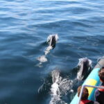 Falmouth: 2 Hour Wildlife Watching RIB Tour - Detailed Itinerary Breakdown