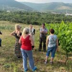 Family-run Vineyard Tour & Award Winning Wine Tasting/Delicacies - A Closer Look at the Experience