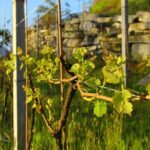 Family tasting - A little tasting - Tasting the Wines and Local Products