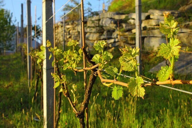 Family tasting - A little tasting - Tasting the Wines and Local Products